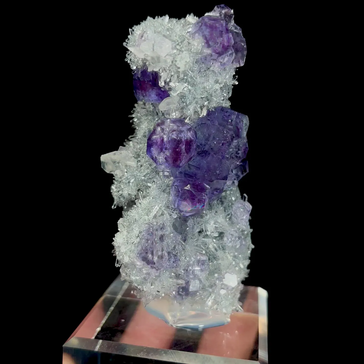 specimen video