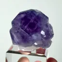 specimen video