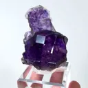specimen video
