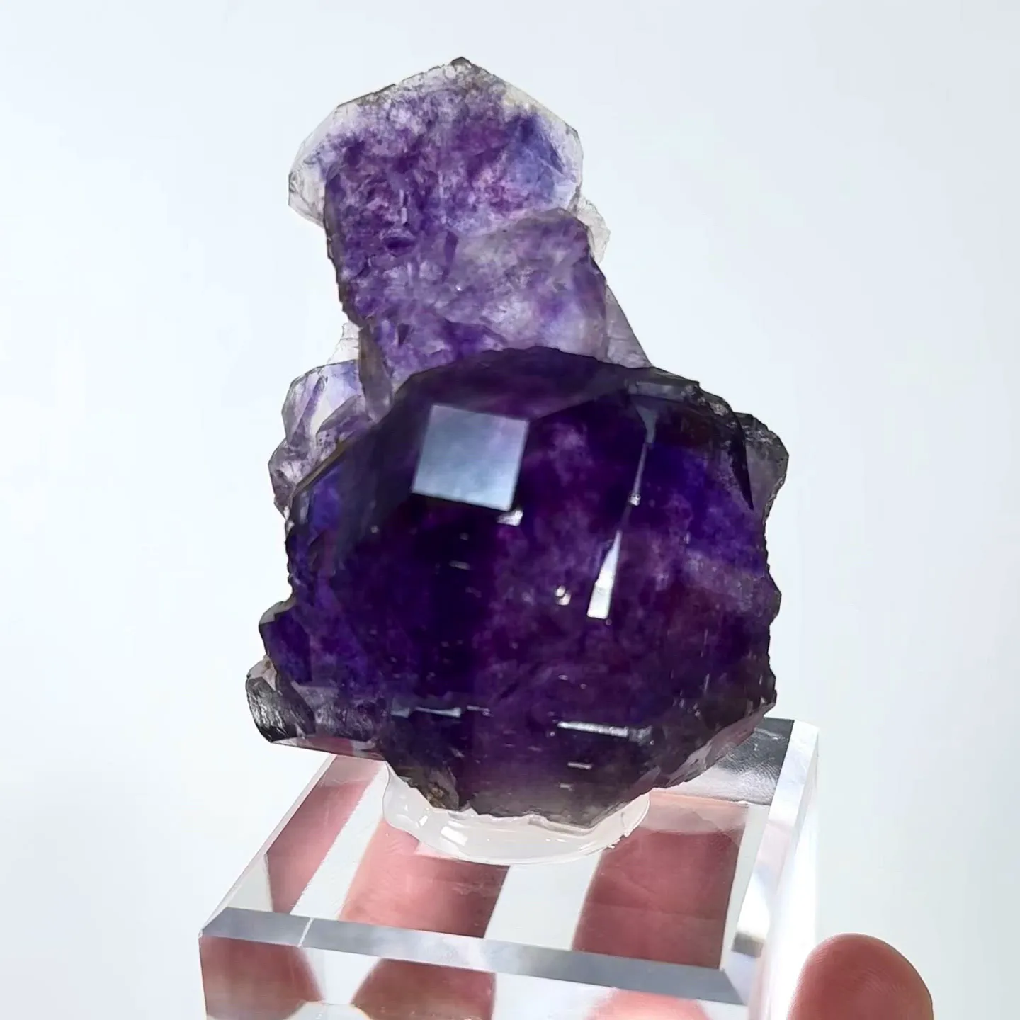 specimen video