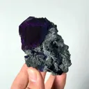 specimen video