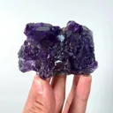 specimen video