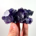 specimen video