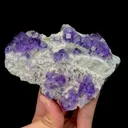 specimen video