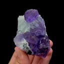 specimen video