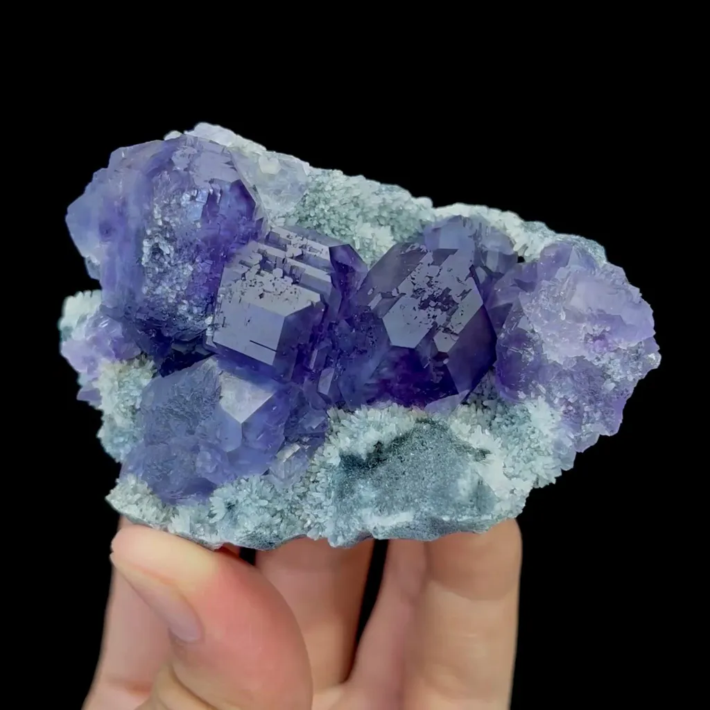 specimen video