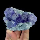 specimen video
