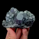 specimen video