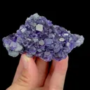 specimen video
