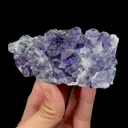 specimen video