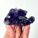 specimen video