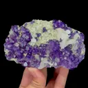 specimen video