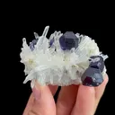 specimen video