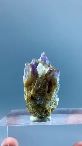 specimen video