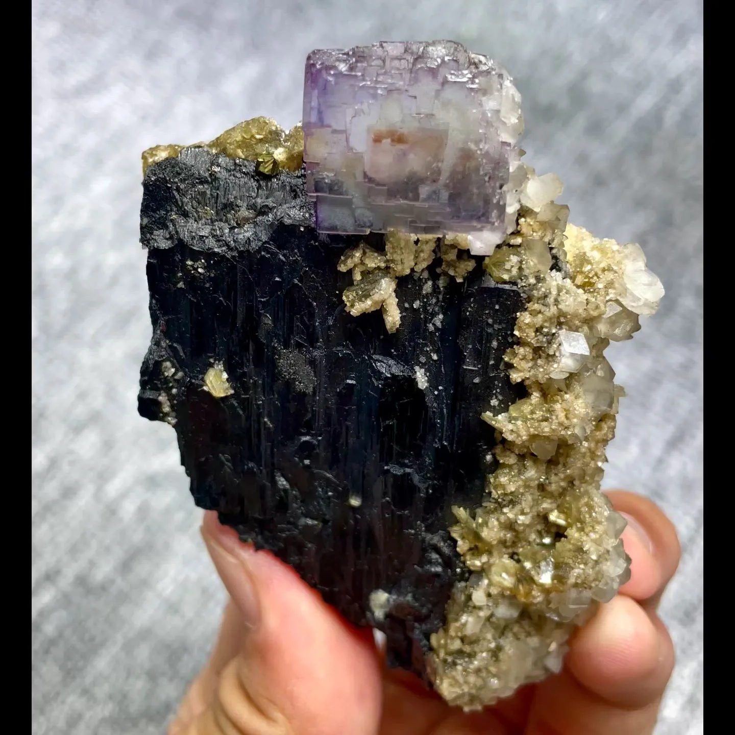 specimen video
