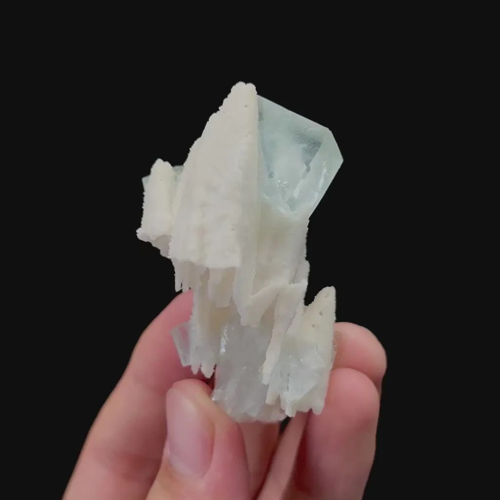 specimen video