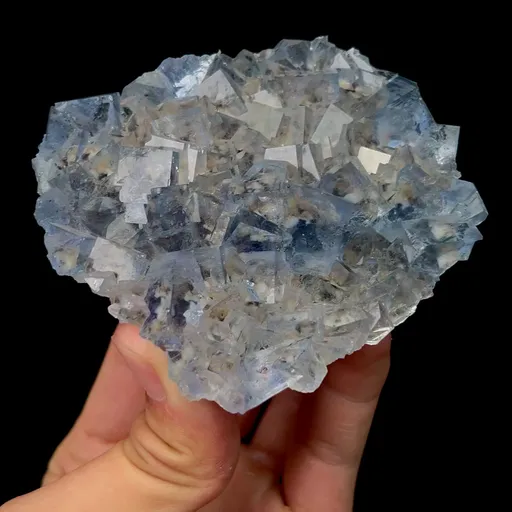 specimen video