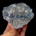specimen video