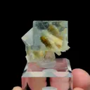 specimen video
