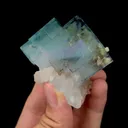 specimen video
