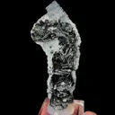 specimen video