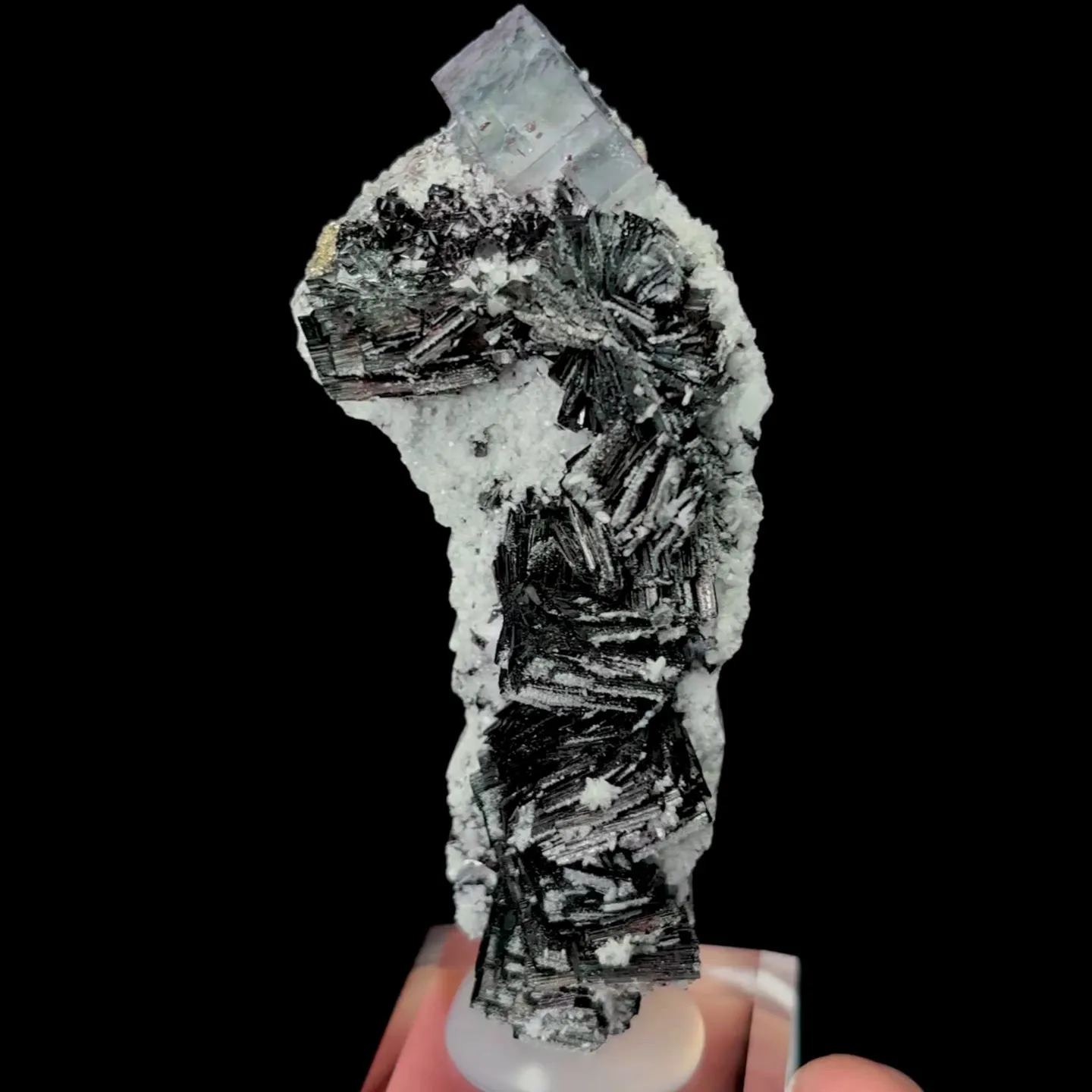 specimen video