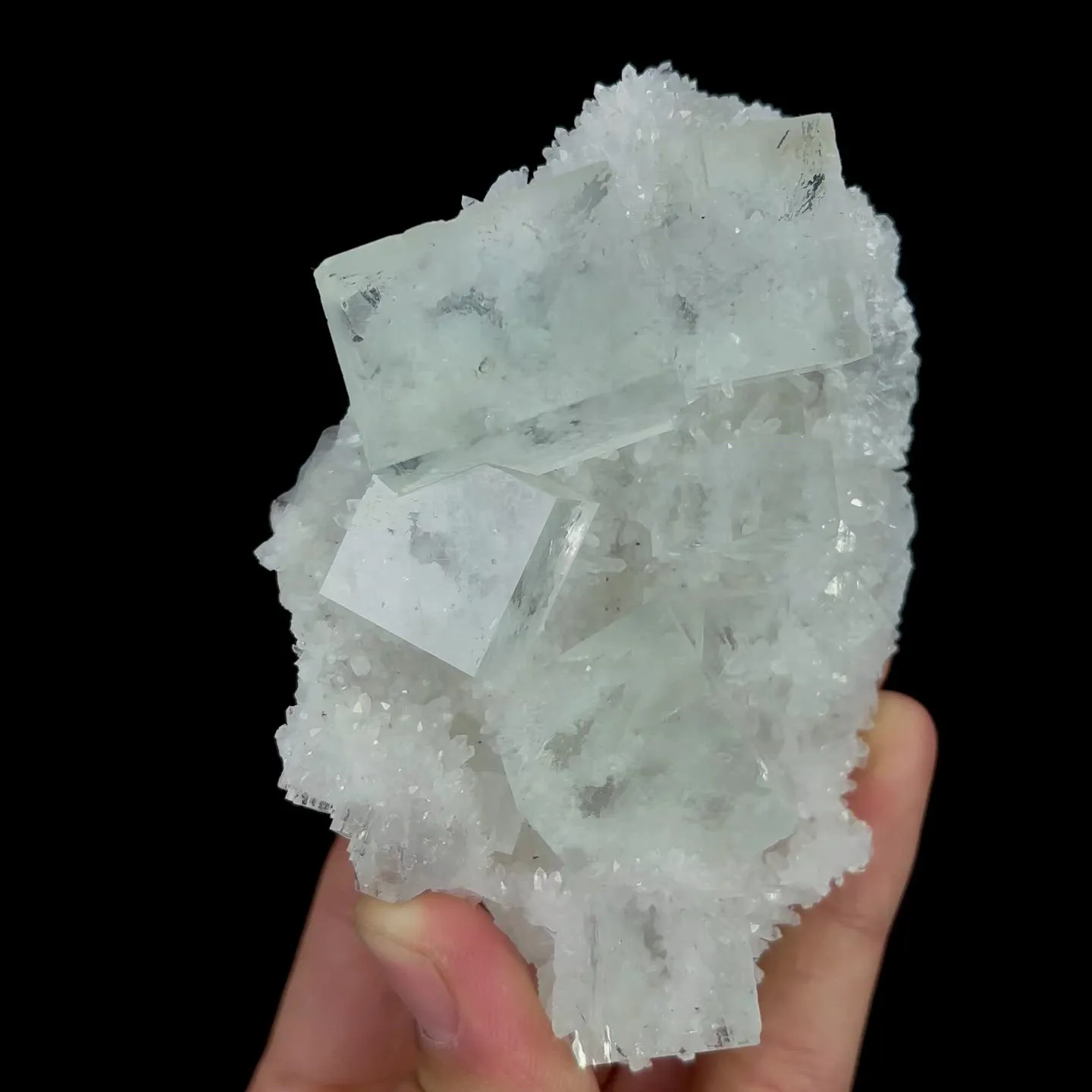 specimen video