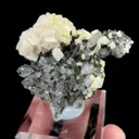 specimen video