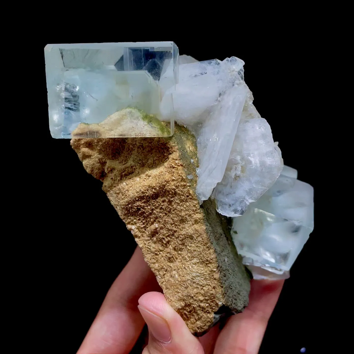 specimen video