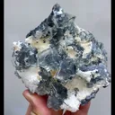 specimen video