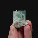 specimen video