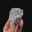 specimen video