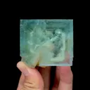 specimen video