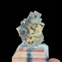 specimen video