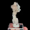 specimen video