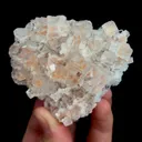 specimen video
