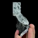 specimen video
