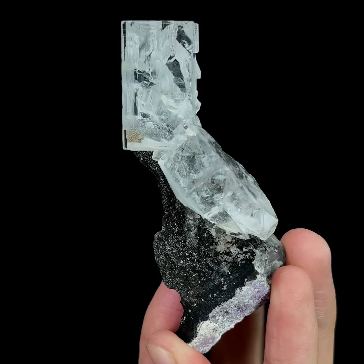 specimen video