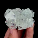 specimen video