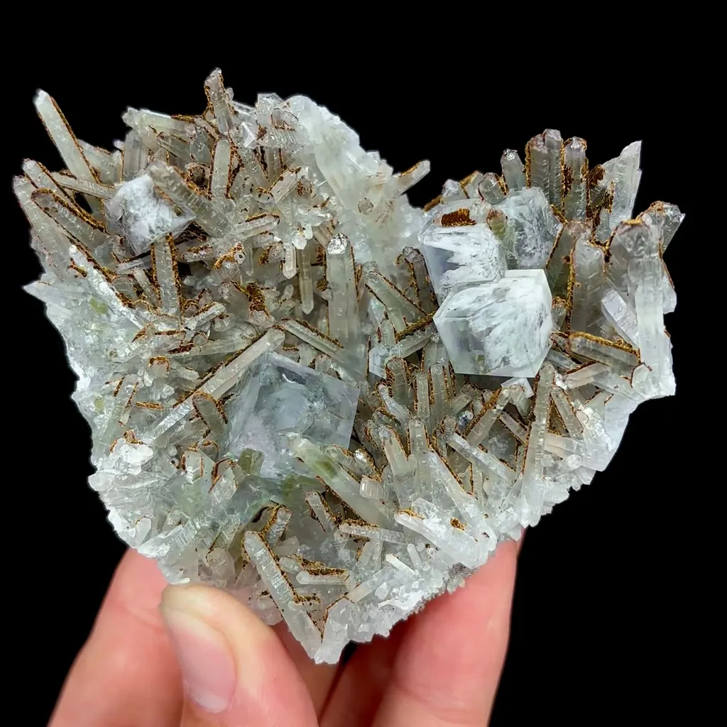 specimen video