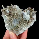 specimen video