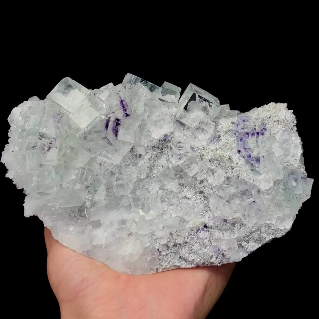 specimen video
