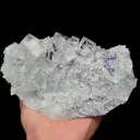 specimen video