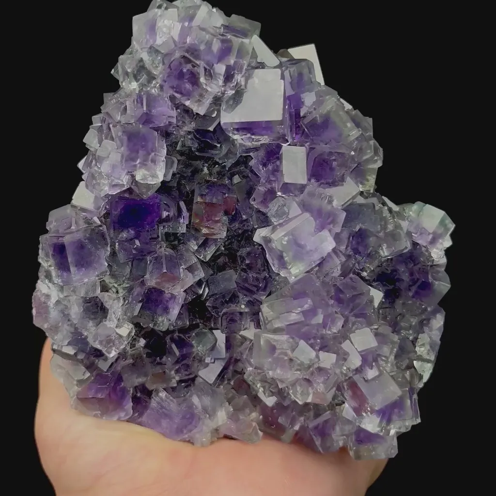 specimen video