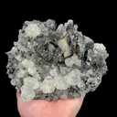 specimen video
