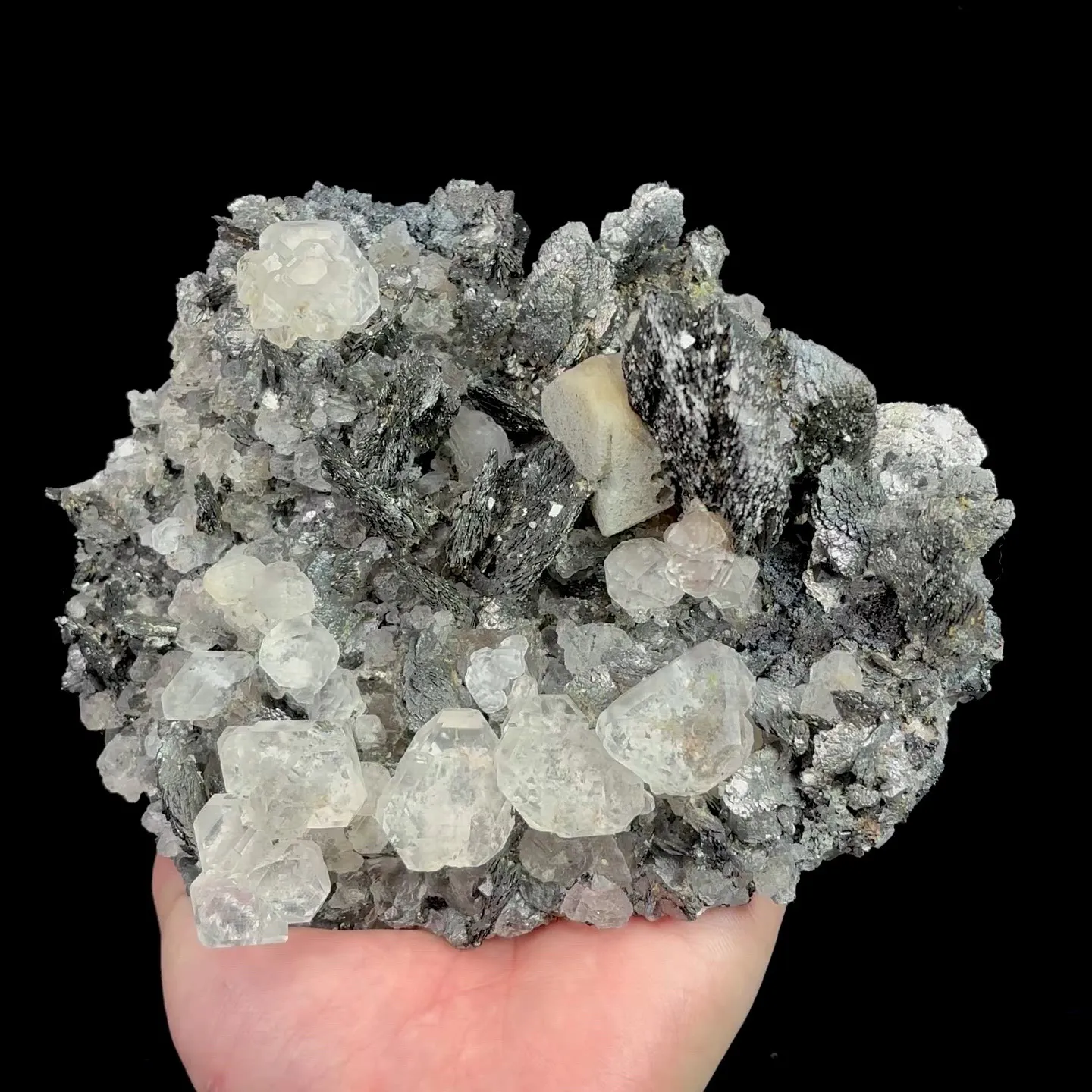 specimen video