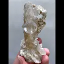 specimen video