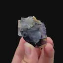 specimen video