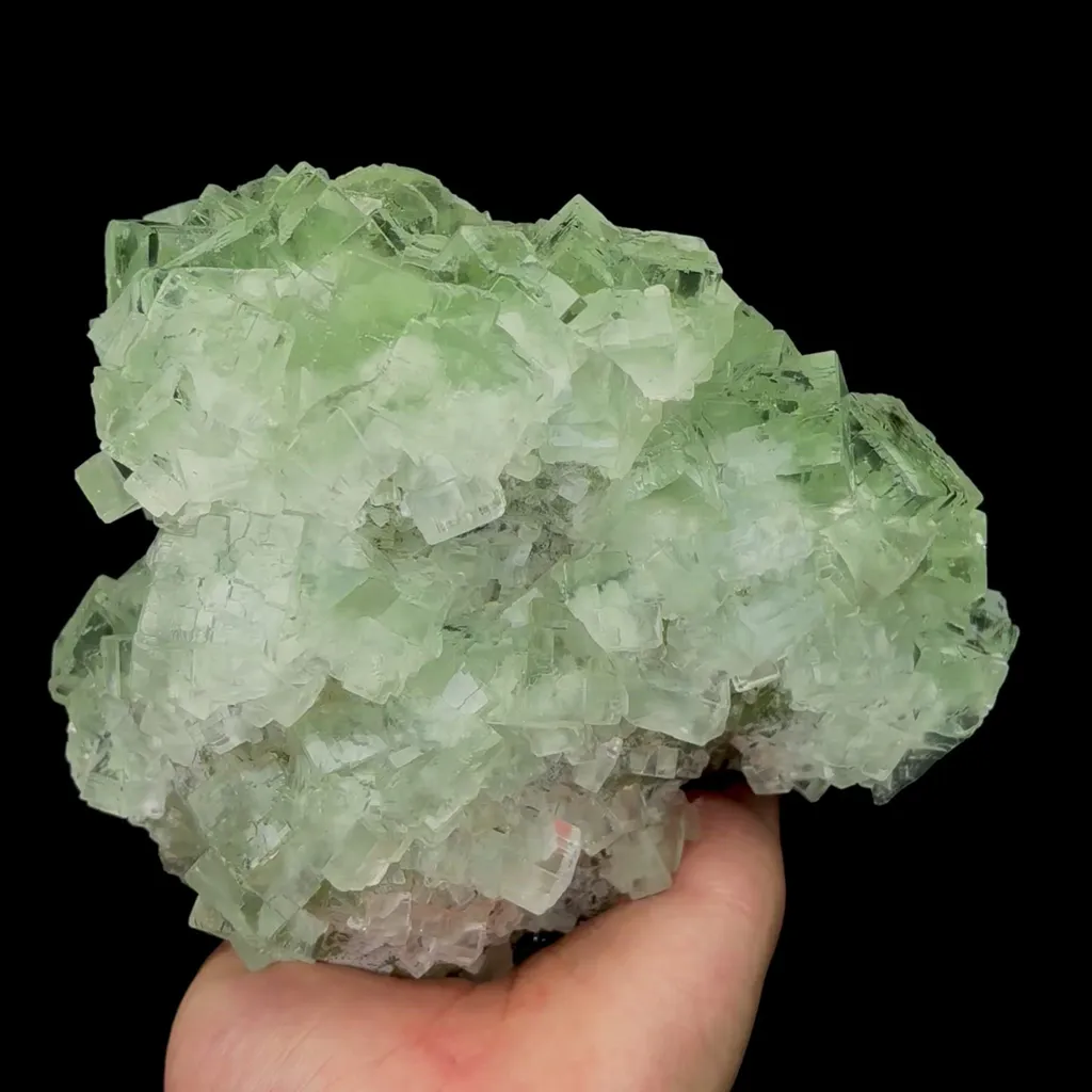 specimen video