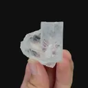 specimen video